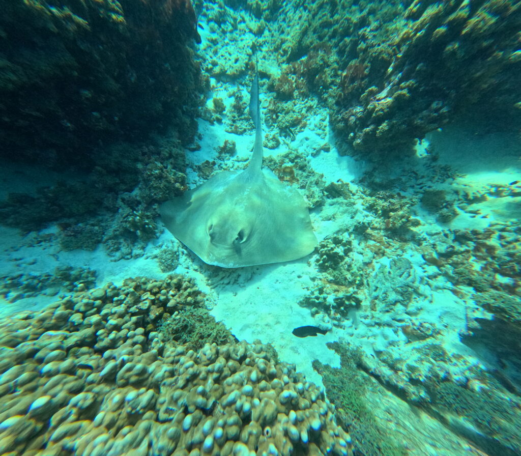 Dcim100goprogp012878.jpg